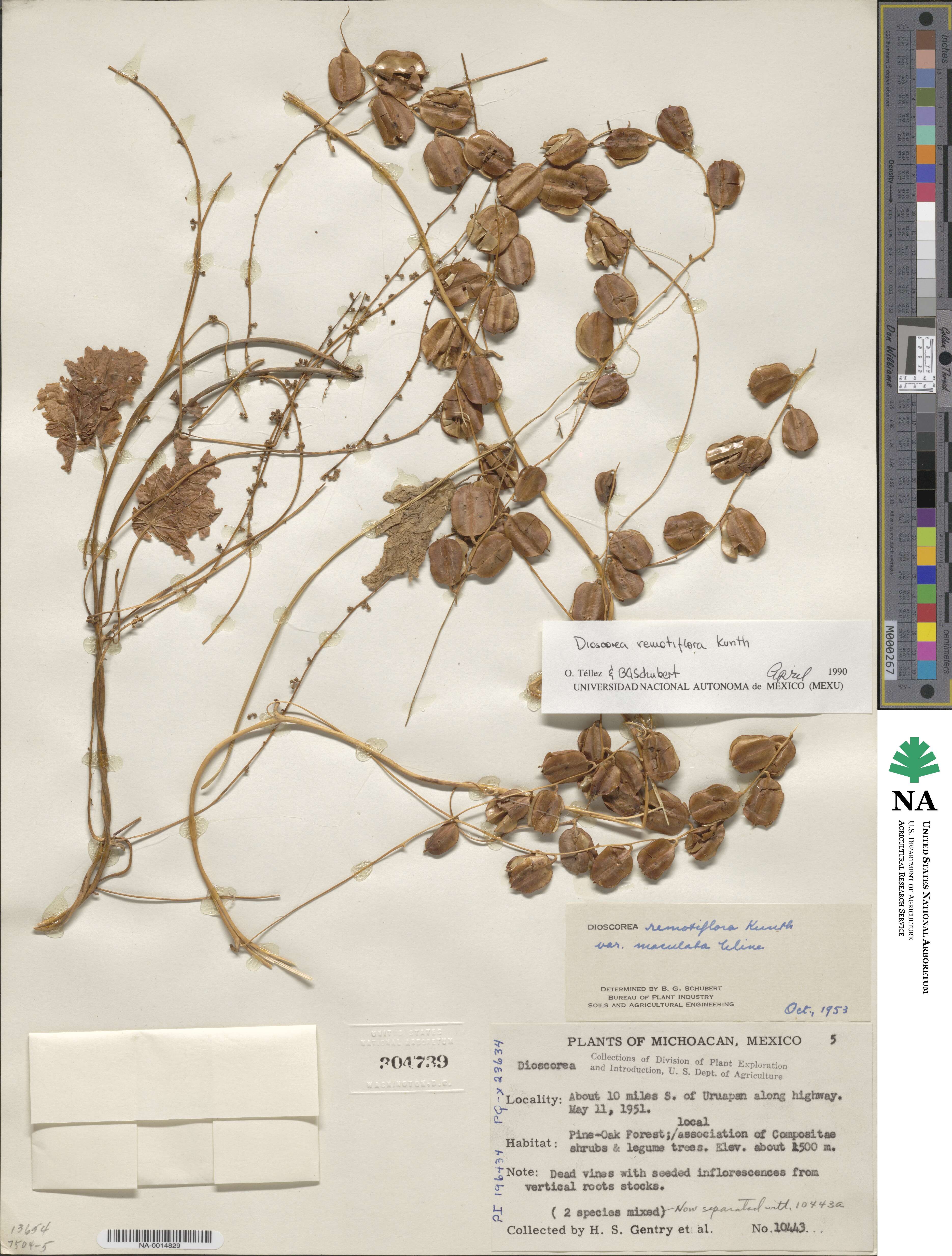 Dioscorea remotiflora image