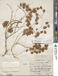 Dioscorea remotiflora image