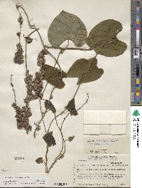 Dioscorea remotiflora image