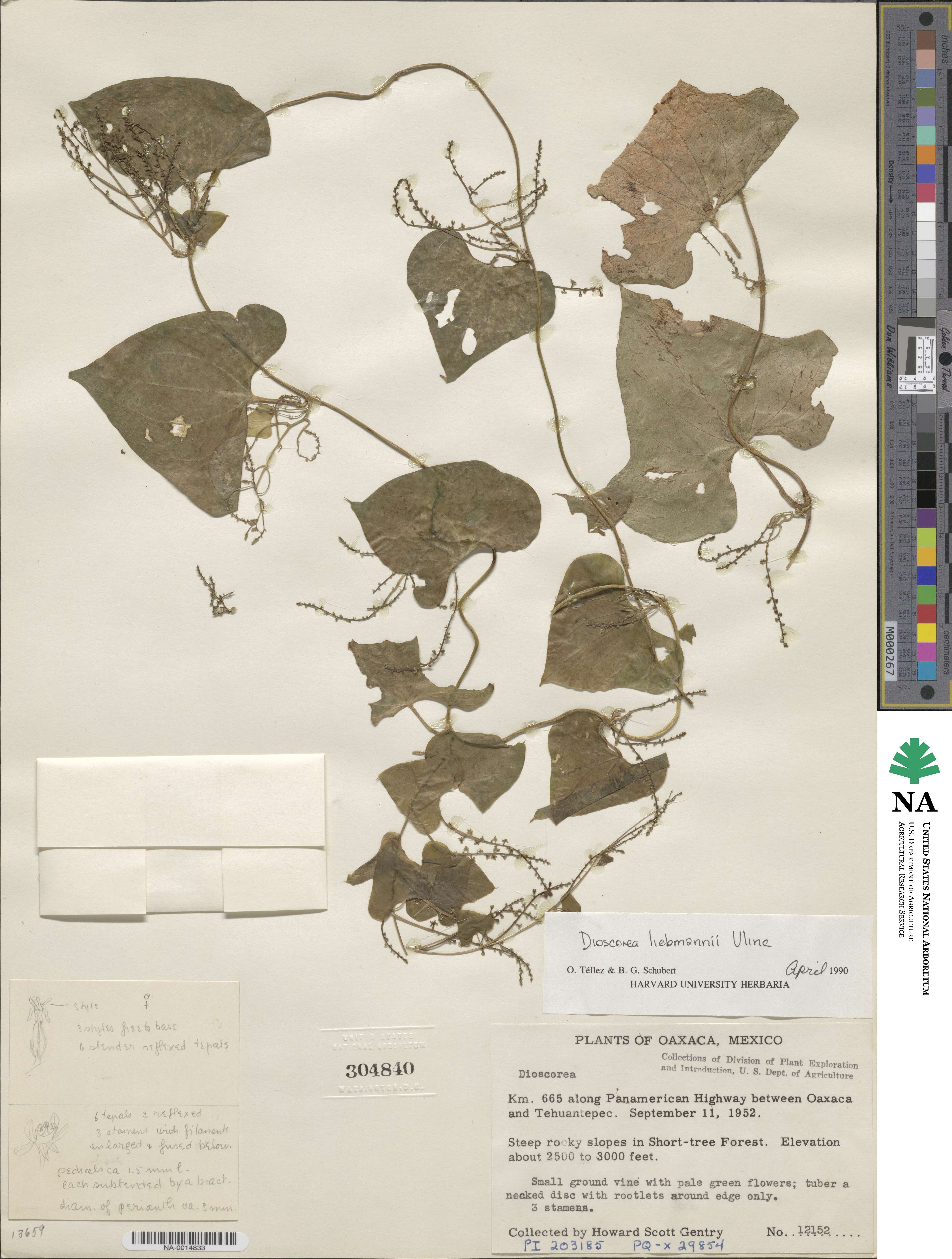 Dioscorea liebmannii image