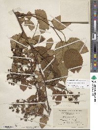 Rubus allegheniensis image