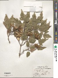 Acer tataricum subsp. ginnala image