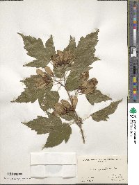 Acer tataricum subsp. ginnala image
