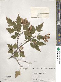 Acer tataricum image