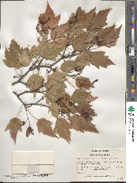 Acer tataricum subsp. ginnala image