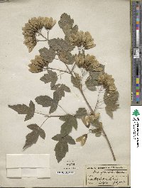 Acer tataricum image