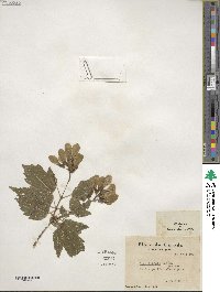 Acer tataricum image