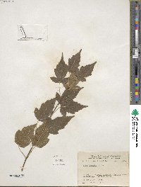 Acer tataricum image