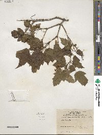 Acer tataricum subsp. ginnala image