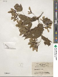 Acer tataricum image