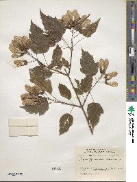 Acer tataricum subsp. ginnala image