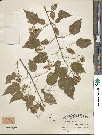 Acer tataricum image