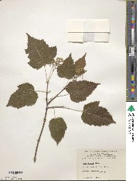 Acer tataricum subsp. ginnala image