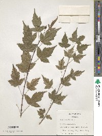 Acer tataricum subsp. ginnala image