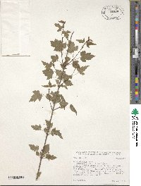 Acer tataricum subsp. semenovii image