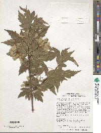 Acer tataricum subsp. semenovii image