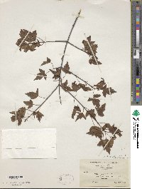 Acer tataricum image