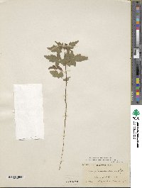 Acer tataricum subsp. semenovii image