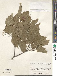 Acer tataricum subsp. ginnala image