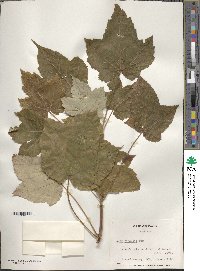 Acer caesium subsp. giraldii image