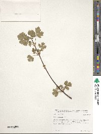 Acer glabrum image