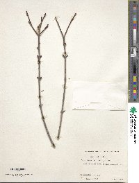 Acer glabrum image