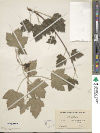 Acer glabrum image