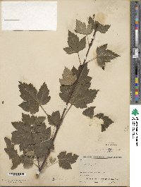 Acer glabrum image