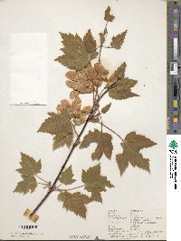 Acer glabrum image