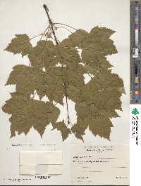 Acer glabrum image