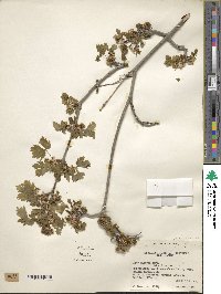 Acer glabrum image