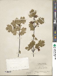 Acer glabrum image