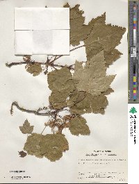 Acer glabrum var. douglasii image