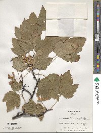 Acer glabrum image