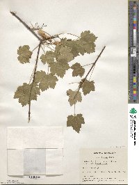 Acer glabrum var. douglasii image