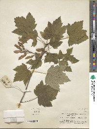 Acer glabrum image