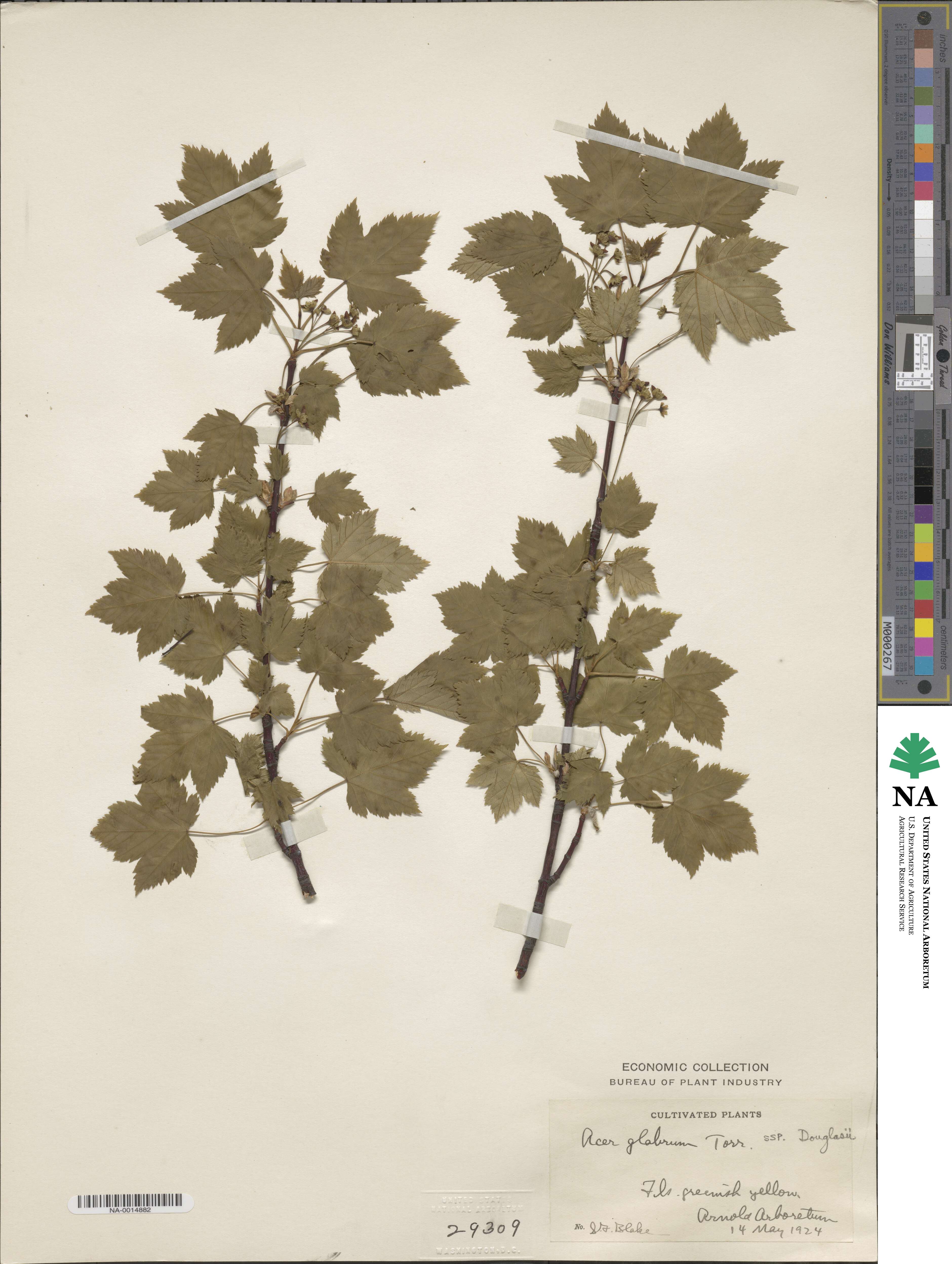 Acer glabrum image