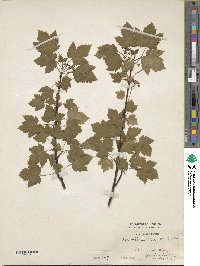 Acer glabrum image