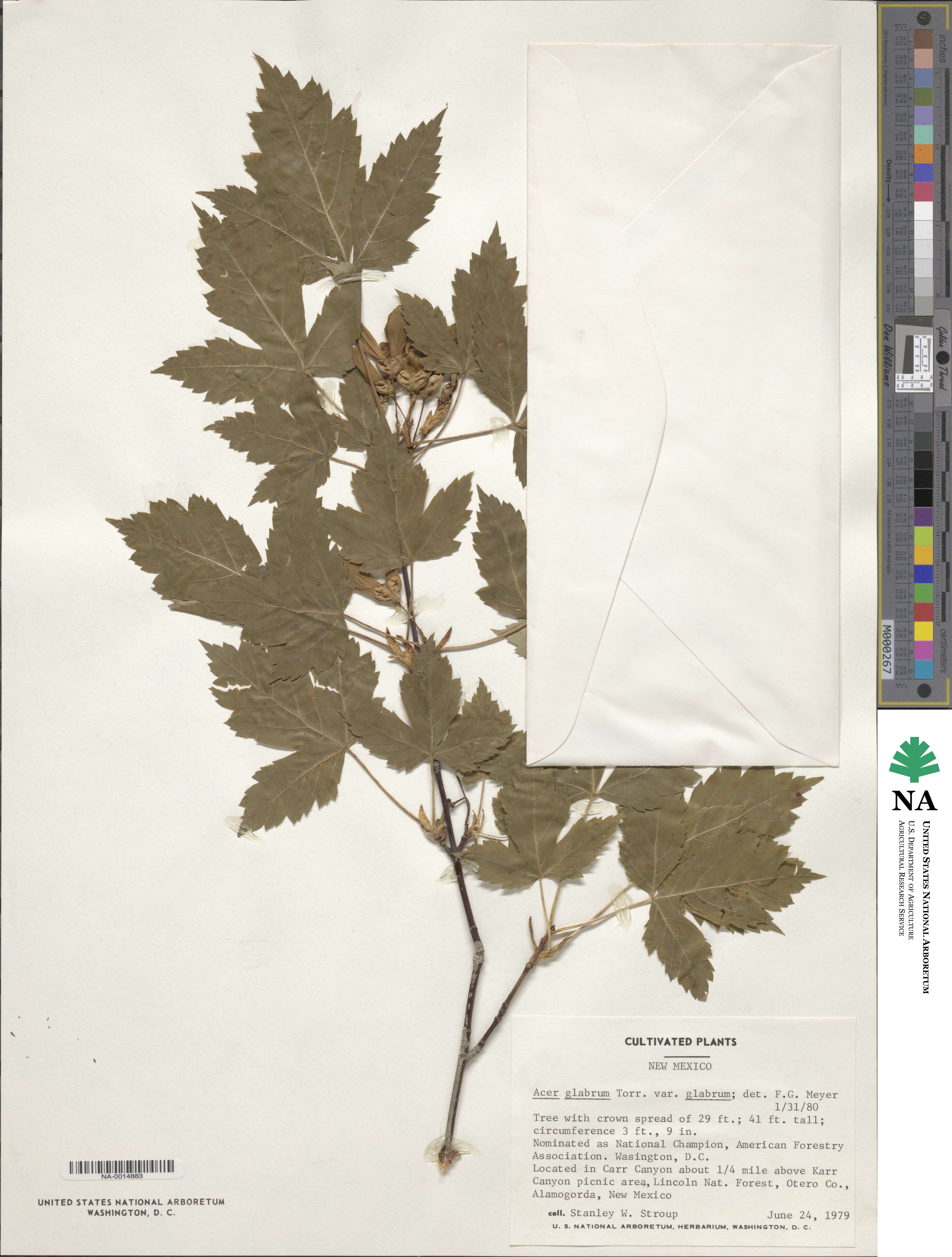 Acer glabrum image