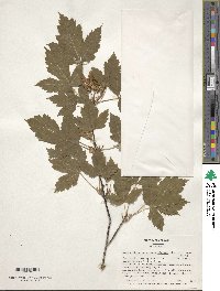 Acer glabrum image