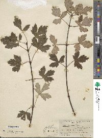 Acer glabrum image