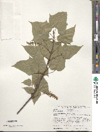 Acer davidii subsp. grosseri image