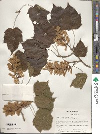 Acer davidii image