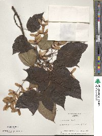 Acer davidii subsp. grosseri image