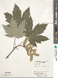 Acer heldreichii image