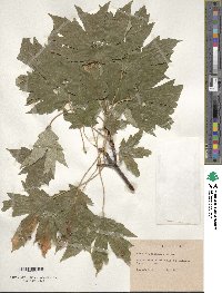 Acer heldreichii image