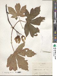 Acer heldreichii image