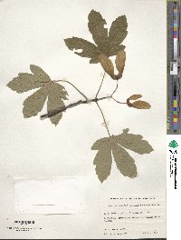 Acer heldreichii image