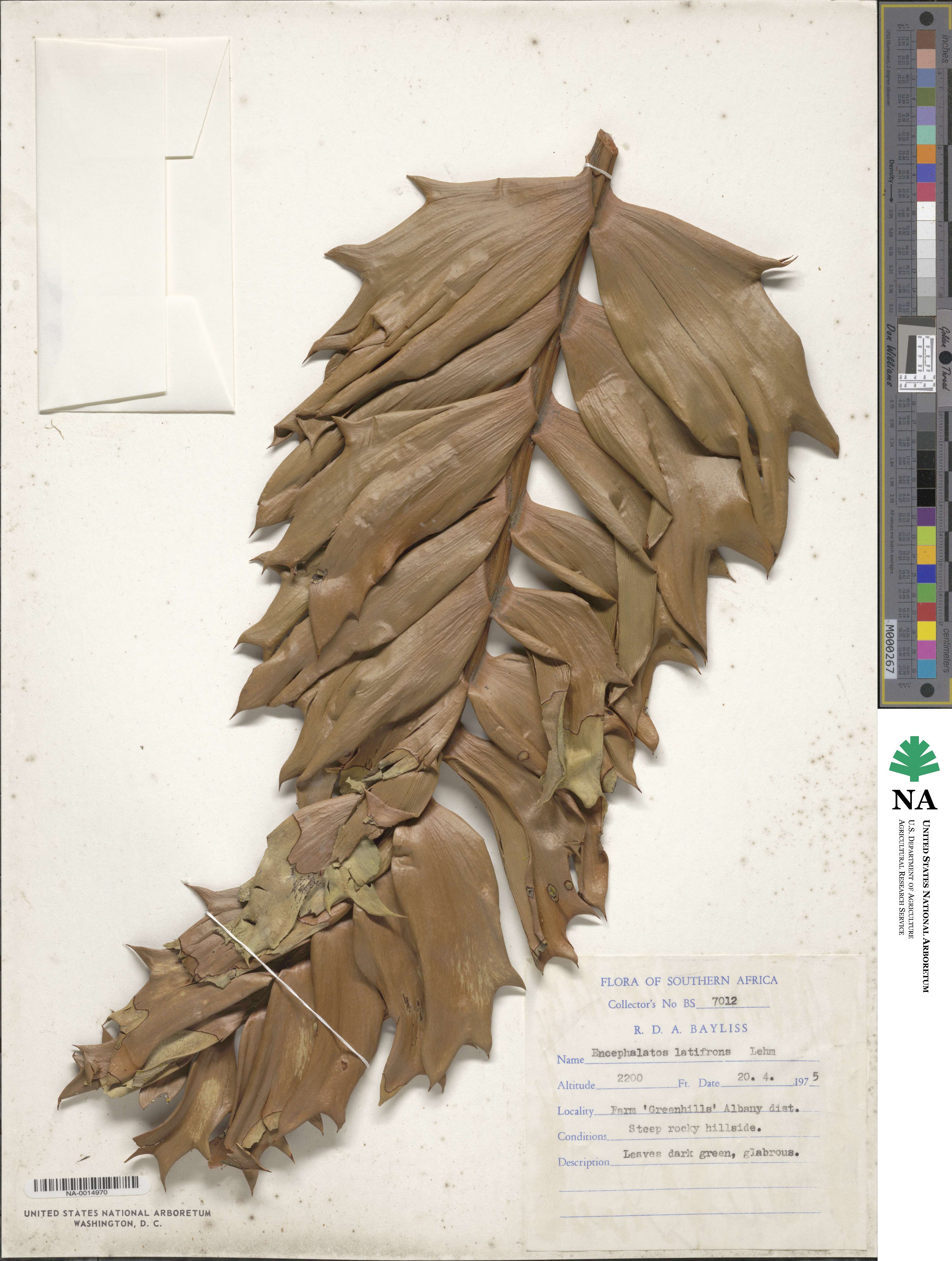 Encephalartos image