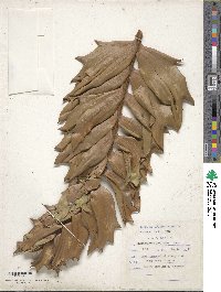 Image of Encephalartos latifrons